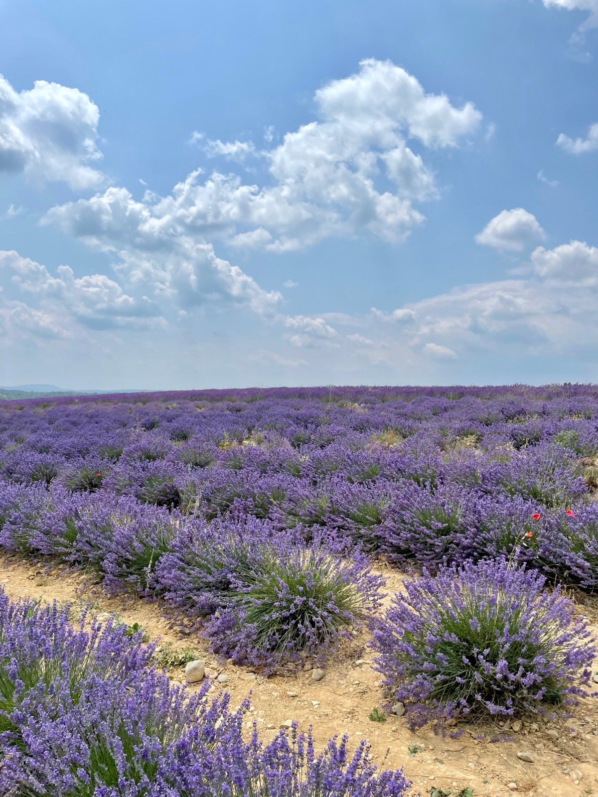 Four Days in&nbsp;Provence